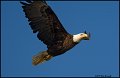 _0SB8946 american bald eagle
